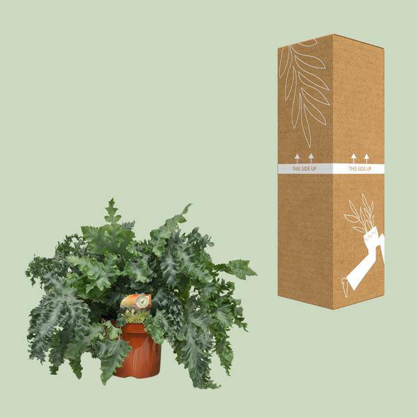 Tüpfelfarn Phlebodium Davana – Zimmerpflanze – Ø26cm – ↕60cm – Goldener Farn mit eleganten Wedeln – Pflegeleicht & dekorativ – Für Halbschatten geeignet 