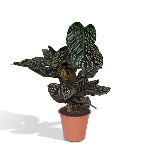 Calathea Ornata – Korbmarante – Zimmerpflanze – Ø19cm x ↕75cm – Dunkelgrüne Blätter mit rosa Streifen – Tropische Pflanze für Wohnräume – Luftreinigend & pflegeleicht 