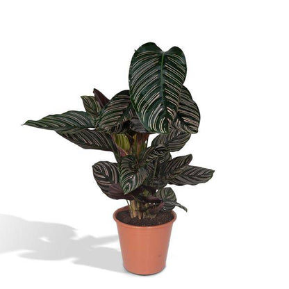 Calathea Ornata – Korbmarante – Zimmerpflanze – Ø19cm x ↕75cm – Dunkelgrüne Blätter mit rosa Streifen – Tropische Pflanze für Wohnräume – Luftreinigend & pflegeleicht 