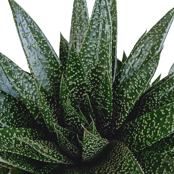 Gasterie - Gasteria 'd Due - Zimmerpflanze - Sukkulente - 17cm 