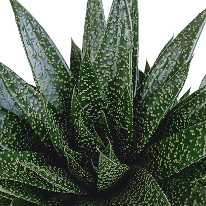 Gasterie - Gasteria 'd Due - Zimmerpflanze - Sukkulente - 17cm 