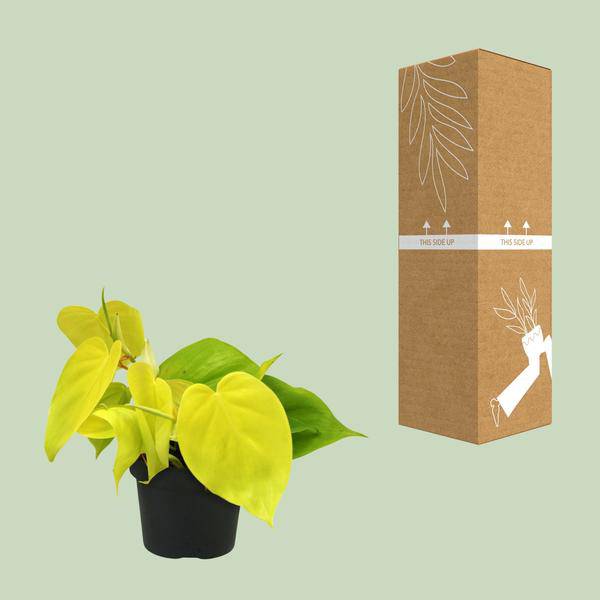Baumfreund - Philodendron Lime - Zimmerpflanze - Ø12cm - ↕20cm 