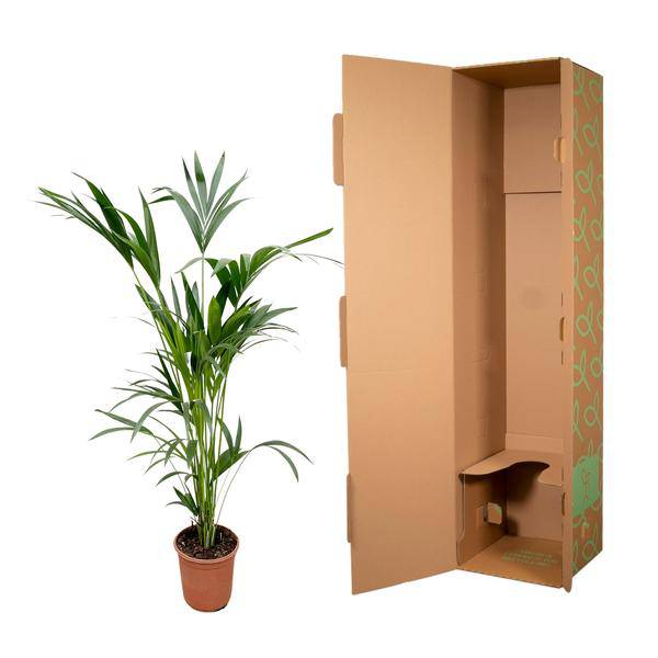 Kentia-Palme – Howea forsteriana – Zimmerpflanze – 160cm – Ø24cm – elegante Grünpflanze für Wohnzimmer, Büro & Wintergarten – pflegeleichte Palme 