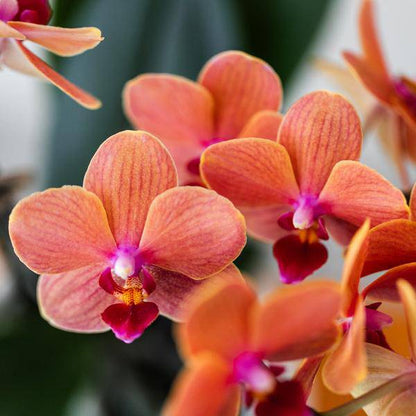 Geschenkset „Untamed Nature“ – Phalaenopsis Orchidee Rot & Sukkulenten – Inkl. 3 Keramik-Ziertöpfe – Pflanzenset mit Dekotieren – Perfekt als Geschenk & Deko-Highlight 