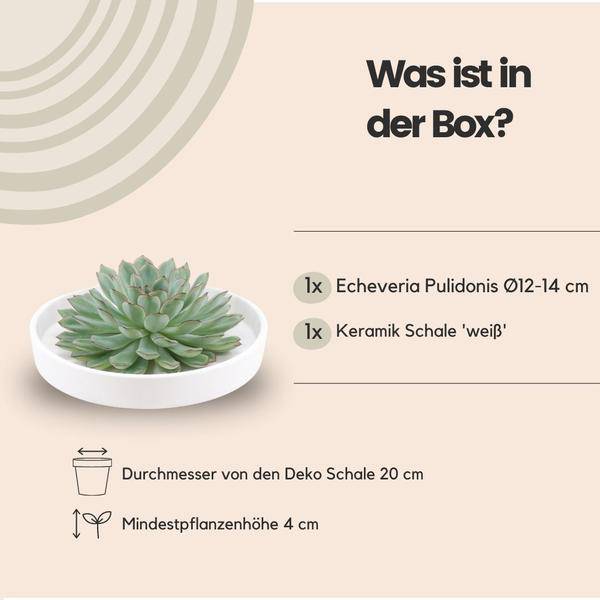 Sukkulente - Echeveria Pulidonis in Schale 'Weiß' - Zimmerpflanze - Ø20cm - ↕5cm 