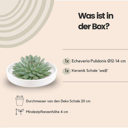 Sukkulente - Echeveria Pulidonis in Schale 'Weiß' - Zimmerpflanze - Ø20cm - ↕5cm 