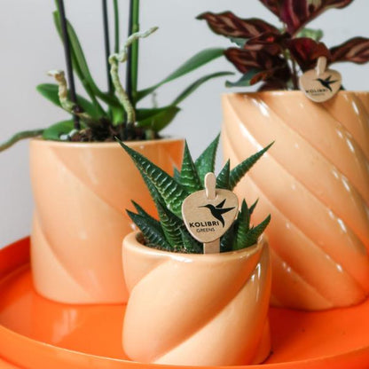 Candy Blumentopf Pfirsich Ø9cm – Dekorativer Keramiktopf in moderner runder Form – Pflanzentopf für Orchideen, Sukkulenten & Grünpflanzen – Stilvolle Blumendeko für Wohnzimmer, Küche & Büro 