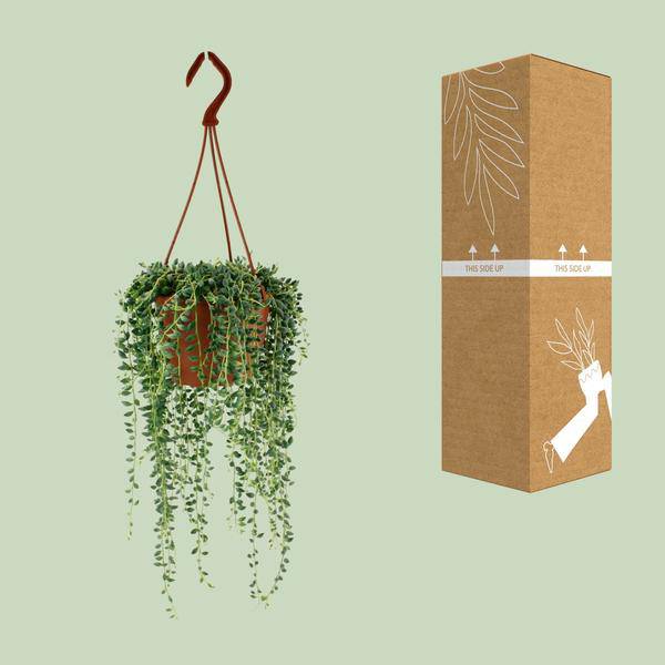 Erbsenpflanze – Senecio Herreianus – Zimmerpflanze – Ø12cm – ca. 20cm hoch – pflegeleichte Sukkulente mit hängenden Erbsen-ähnlichen Blättern 