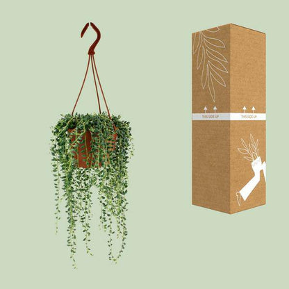 Erbsenpflanze – Senecio Herreianus – Zimmerpflanze – Ø12cm – ca. 20cm hoch – pflegeleichte Sukkulente mit hängenden Erbsen-ähnlichen Blättern 
