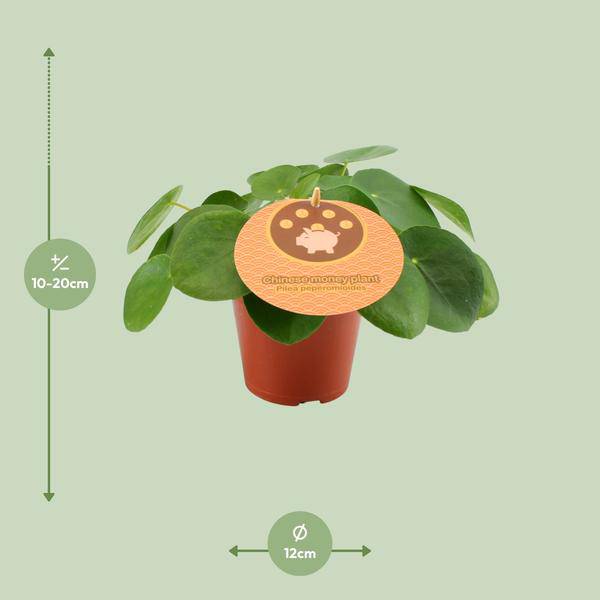 Chinesischer Geldbaum - Pilea Peperomioides - Zimmerpflanze - Ø12cm - ↕20cm 