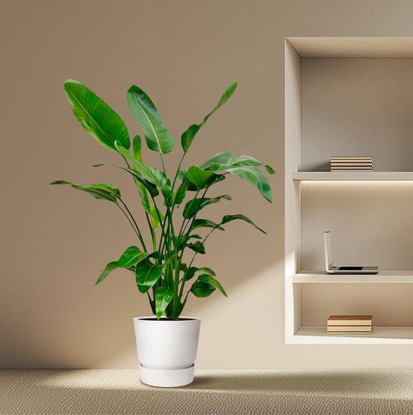 Baum-Strelitzie – Strelitzia Nicolai – Zimmerpflanze – 150cm – Ø24cm – tropische Bananenpflanze mit großen grünen Blättern für Wohnzimmer, Büro und Wintergarten 