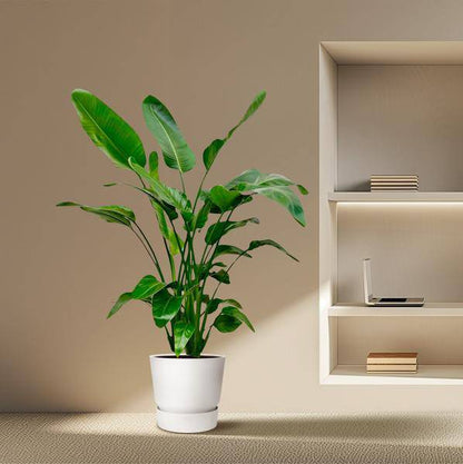 Baum-Strelitzie – Strelitzia Nicolai – Zimmerpflanze – 150cm – Ø24cm – tropische Bananenpflanze mit großen grünen Blättern für Wohnzimmer, Büro und Wintergarten 