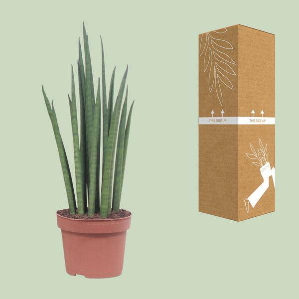 Bogenhanf - Sansevieria Mikado - Zimmerpflanze - Ø12cm - ↕40cm 