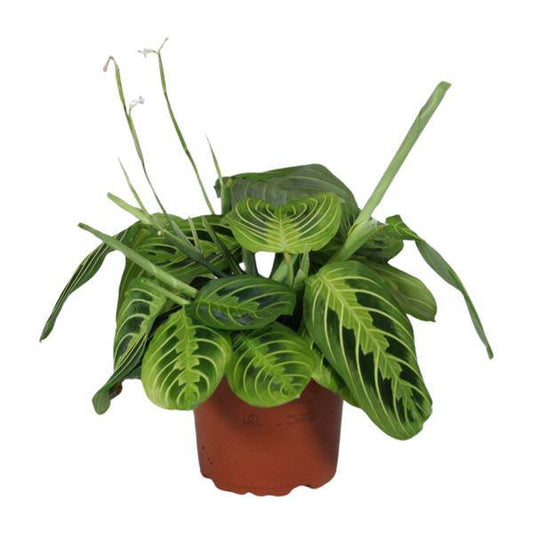 Pfeilwurz - Maranta Leuconeura Fascinator Lemon Lime - Zimmerpflanze - Ø12cm - ↕30cm 