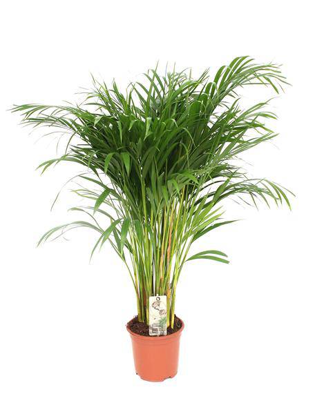 Goldfruchtpalme - Dypsis Lutescens - Areca Palme - Zimmerpflanze - Ø24cm - ↕120cm – Elegante tropische Palme – Luftreinigend & pflegeleicht 