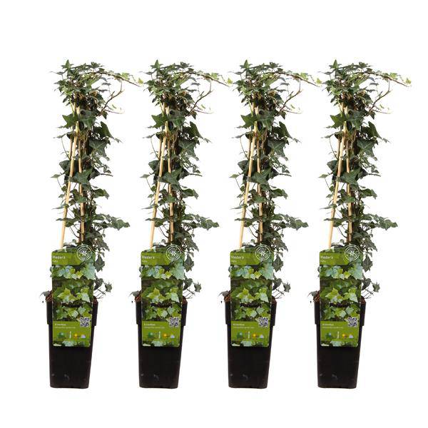 Gemeiner Efeu - Hedera helix - ↨65cm - Ø15cm - 4 Stück 