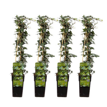 Gemeiner Efeu - Hedera helix - ↨65cm - Ø15cm - 4 Stück 