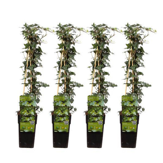 Gemeiner Efeu - Hedera helix - ↨65cm - Ø15cm - 4 Stück 