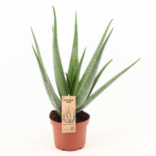 Echte Aloe Vera – Zimmerpflanze – Ø19cm – ca. 70cm hoch – Sukkulente mit heilender Wirkung 