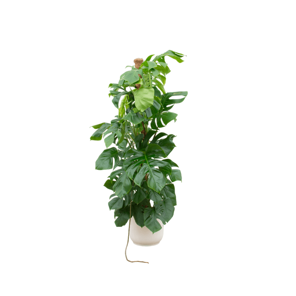 Monstera Pertusum – Fensterblatt – ca. 150cm hoch – Ø30cm – Inkl. Pflanztopf Vibes Fold Rund Weiß – XXL Zimmerpflanze mit großen Blättern – Tropische Grünpflanze für Wohnzimmer & Büro 
