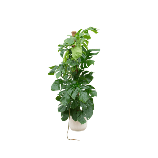 Monstera Pertusum – Fensterblatt – ca. 150cm hoch – Ø30cm – Inkl. Pflanztopf Vibes Fold Rund Weiß – XXL Zimmerpflanze mit großen Blättern – Tropische Grünpflanze für Wohnzimmer & Büro 