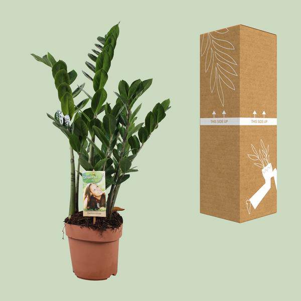 Glücksfeder - Zamioculcas Zamiifolia - Zimmerpflanze - Ø17cm - ↕70cm 