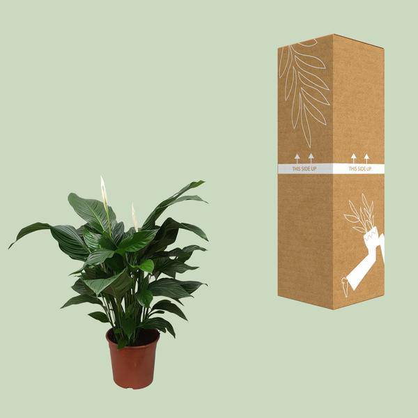Einblatt - Spathiphyllum Sweet Silvana - Zimmerpflanze - Ø24cm - ↕80cm 