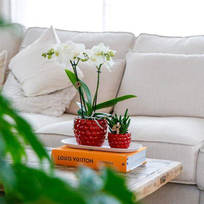 Set aus weißer Orchidee und Rhipsalis auf Bambustablett 