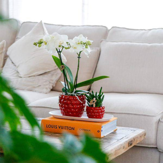 Set aus weißer Orchidee und Rhipsalis auf Bambustablett 