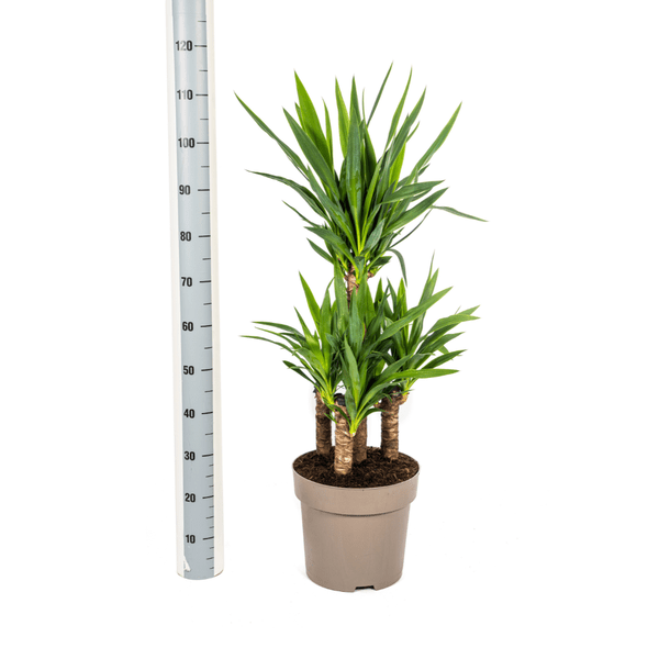 Yucca Elephantipes – Riesen-Palmlilie – Zimmerpflanze – Ø30 cm Topf – Höhe ca. 100 cm – Pflegeleicht & dekorativ 