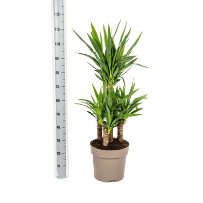 Yucca Elephantipes – Riesen-Palmlilie – Zimmerpflanze – Ø30 cm Topf – Höhe ca. 100 cm – Pflegeleicht & dekorativ 