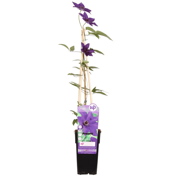 Waldrebe – Clematis 'The President' – Ø15cm – ↕65cm – Kletterpflanze mit lila Blüten – ideal für Pergolen, Zäune & Rankhilfen 