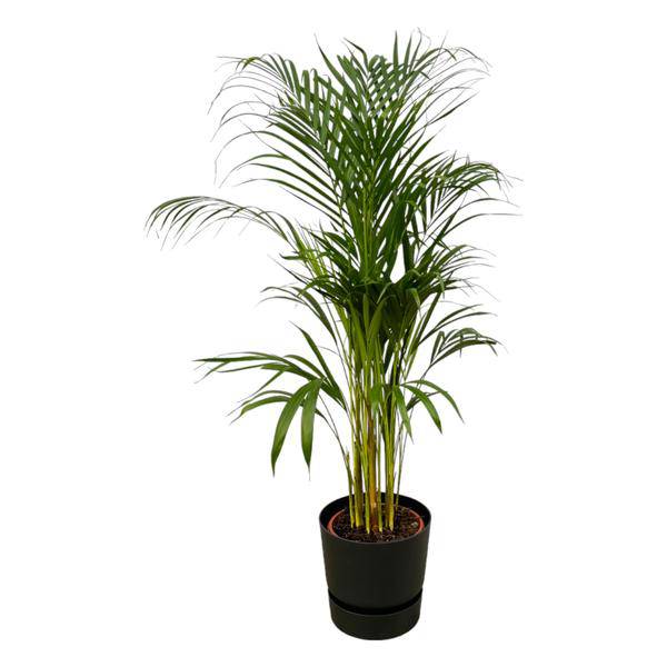 Areca Palme – Betelpalme – Zimmerpflanze ca. 110cm – ø21cm – inkl. Pflanzgefäß Greenville Schwarz D24xH23 – Tropische Zimmerpalme für Wohnzimmer, Büro & Wintergarten 