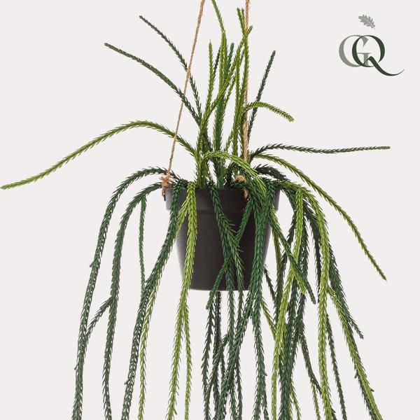 Kunstpflanze - Rhipsalis - Korallenkaktus - 85 cm 