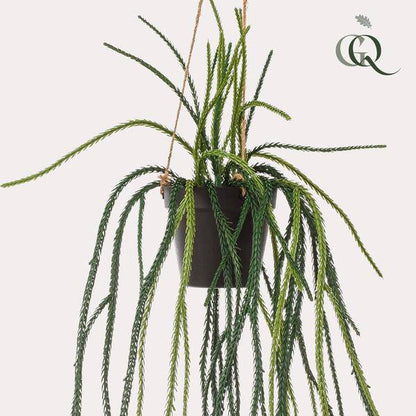 Kunstpflanze - Rhipsalis - Korallenkaktus - 85 cm 