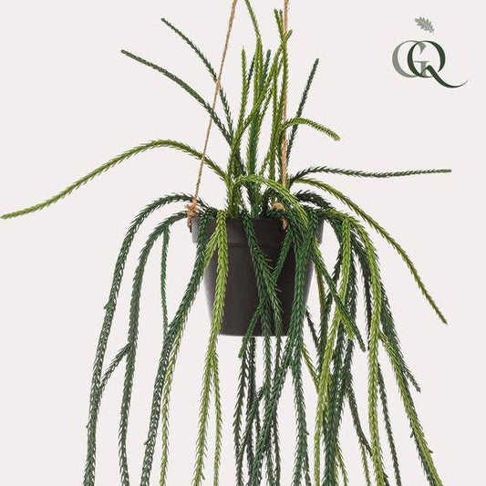 Kunstpflanze - Rhipsalis - Korallenkaktus - 85 cm 
