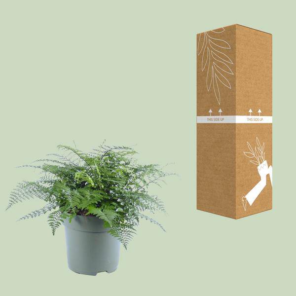 Nestfarn - Asplenium Parvati - Zimmerpflanze - Ø27cm - ↕50cm 