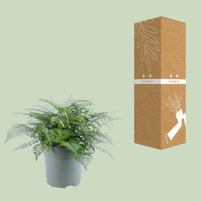 Nestfarn - Asplenium Parvati - Zimmerpflanze - Ø27cm - ↕50cm 