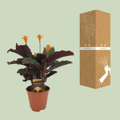 Safran-Korbmarante - Calathea Crocata - Zimmerpflanze - Ø14cm - ↕40cm 