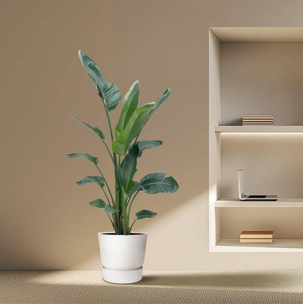Baum-Strelitzie – Strelitzia Nicolai – Zimmerpflanze 210cm – Ø27cm – Weißer Paradiesvogel mit großen grünen Blättern – Tropische Kübelpflanze für Innen & geschützte Außenbereiche 