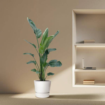 Baum-Strelitzie – Strelitzia Nicolai – Zimmerpflanze 210cm – Ø27cm – Weißer Paradiesvogel mit großen grünen Blättern – Tropische Kübelpflanze für Innen & geschützte Außenbereiche 