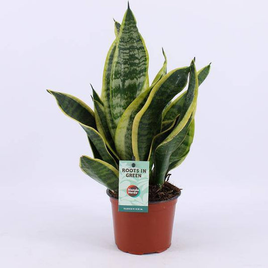 Bogenhanf Sansevieria Futura Superba – Ø12cm – 35cm hoch – Robust & pflegeleicht – Zimmerpflanze für Zuhause & Büro 