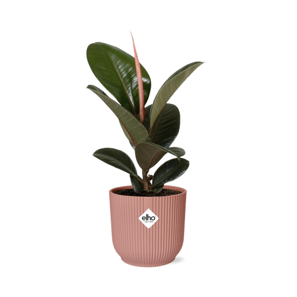 Gummibaum - Ficus Elastica 'Robusta' - Zimmerpflanze + Topf Vibes Fold 14cm Rosa 