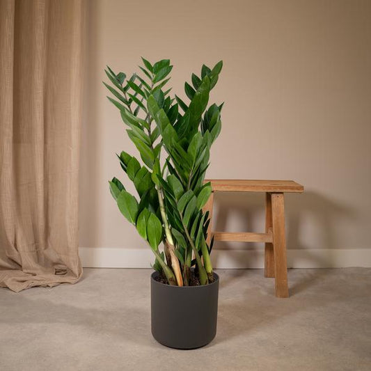 Glücksfeder Zamioculcas Zamiifolia – Zimmerpflanze – Ø 17cm – Höhe 70cm – Pflegeleicht & Wasserspeichernd – Halbschatten geeignet 