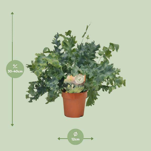 Goldtüpfelfarn - Phlebodium Davana - Zimmerpflanze - Ø12cm - ↕35cm 