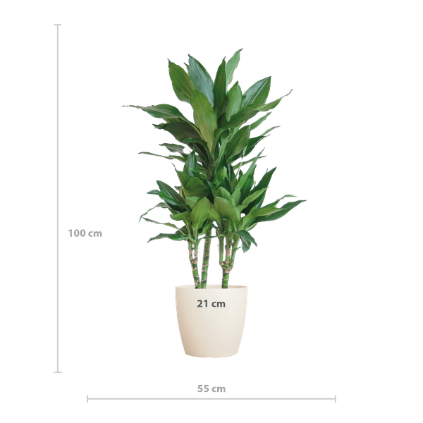 Dracaena Janet Lind 95cm – Drachenbaum Zimmerpflanze Ø21cm im weißen Viber Topf – pflegeleichte luftreinigende Grünpflanze für Wohnzimmer und Büro 