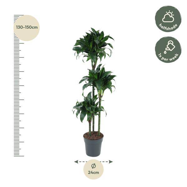 Drachenbaum – Dracaena Tatuade 140cm – Ø24cm – Zimmerpflanze mit grün-weißen Blättern – Pflegeleichte Grünpflanze für Wohnzimmer, Büro & Wintergarten 