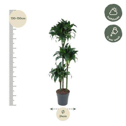 Drachenbaum – Dracaena Tatuade 140cm – Ø24cm – Zimmerpflanze mit grün-weißen Blättern – Pflegeleichte Grünpflanze für Wohnzimmer, Büro & Wintergarten 