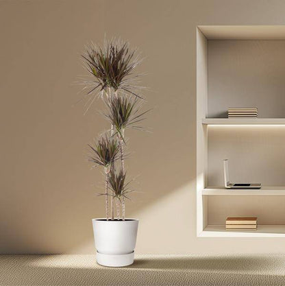 Drachenbaum – Dracaena Magenta 180cm – Ø27cm – Zimmerpflanze mit grünen Blättern & magentafarbenem Rand – Tropische Dekopflanze für Wohnzimmer, Büro & Wintergarten – Pflegeleicht 