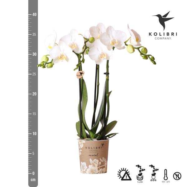 Phalaenopsis-Orchidee Amabilis Weiß – Zimmerpflanze Ø9cm – 2 bis 3 Zweige – Spider-Orchidee 